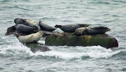 NYC Audubon Winter Seals and Water Birds EcoCruise