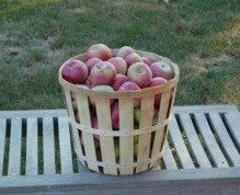 Apple Picking in LA? Pick Your Own this Season!