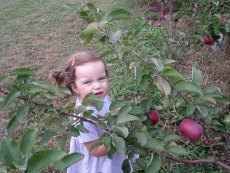 Apple Picking Near NYC Especially for Families with Toddlers