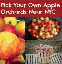 Apple Picking Near NYC: Pick-Your-Own-Apple Farms An Hour or Less From New York City