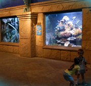 Sleepover at the Long Island Aquarium and Others