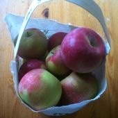 Are There Any Pick Your Own Organic Apple Orchards in New York?