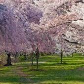 Spring Fling! Early Spring Activities in NJ