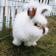 Best At-Home Birthday Party Options for Animal Lovers