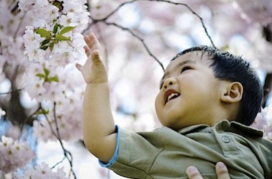 Best Places to See Cherry Blossoms in NYC