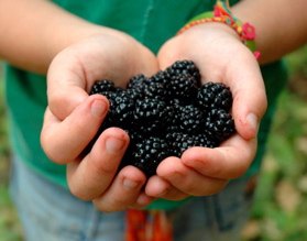 Pick Your Own Berry Farms in Connecticut