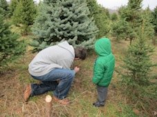 More Cut-Your-Own Christmas Tree Farms in Fairfield County, CT
