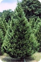 Cut Your Own Christmas Tree Farms in Southern California