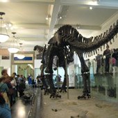 Hidden NY: 5 Fun Finds at the American Museum of Natural History
