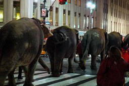 Circus Elephants Walk Across Manhattan March 22, 2010