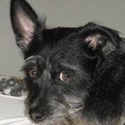 Find Your New Furry Family Member! Holiday Pet Adoptions at New Jersey Animal Shelters