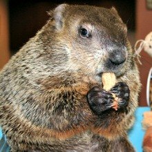 Free & Fun Things to Do this Weekend for NYC Kids: Chinese New Year, BAMkids Film Festival, Groundhog Day February 2-3