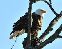 Ice Fishing & Eagle Watching (Fairfield County)