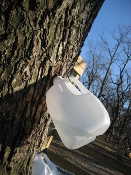 Maple Sugaring on Long Island