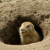 Mostly Free and Fun Things to do in CT With Kids This Weekend February 2-3: Groundhogs, Puppets and Library Day