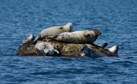 Mostly Free and Fun Things to do in CT with Kids This Weekend January 12-13: Ice Fishing, Seals, Scavenger Hunts and Legos