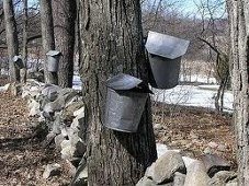 Mostly Free and Fun Things to do in CT with Kids This Weekend March 2-3: Maple Sugaring, Chinese Festival and Dr. Seuss
