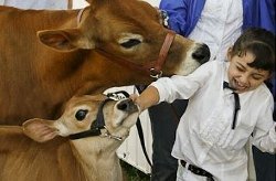 Mostly Free and Fun Things To Do This Weekend with Kids in CT September 7-8: Apple Picking, Fairs, Farm Day and Doggie Dash