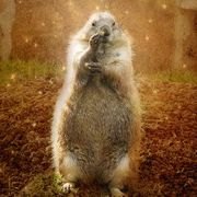 Mostly Free & Fun Things To Do With NJ Kids This Weekend Feb 2-3: Groundhog Day, Seussical, Origami Workshop & More!