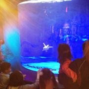 Mostly Free & Fun Things To Do With NJ Kids This Weekend Jan 26-27: Chinese New Year, Fire & Ice Festival, Sea Turtles & More!