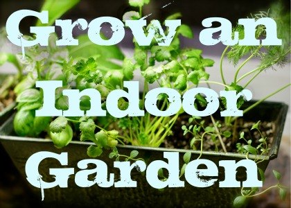 My Apartment Garden: How to Grow an Indoor Herb or Vegetable Garden