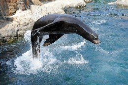 News: New York Aquarium to Reopen, Free Indoor Swimming, Annie Gets a Glee-ful New Star, New Laurie Berkner TV Show