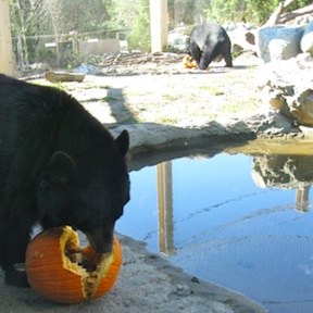 Not-So-Spooky Halloween Activities for Boston Kids