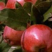 Pick Your Own Apple Farms For Families On Long Island