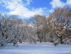 Prospect Park and the Brooklyn Botanic Garden in Winter: Things to Do with Kids