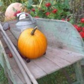 Pumpkin Picking Farms & Corn Mazes On Long Island