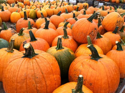 Pumpkin Patches for Kids and Families in Greater Boston - Where to Pick Your Own