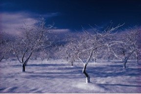 Responding to the Sandy Hook Tragedy: Help for Parents