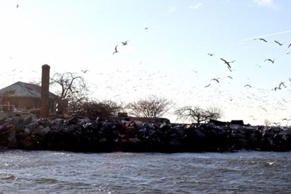 Spot Seals and Exotic Birds on a NYC Audubon Winter EcoCruise