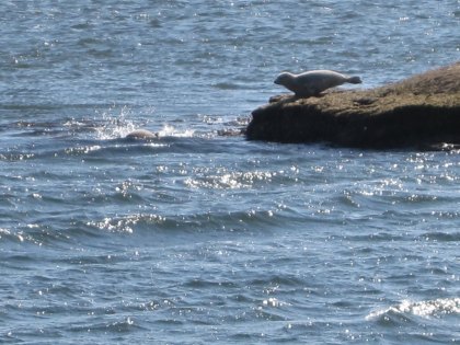 Seal Watching on Long Island