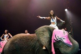 See the Circus But Not the Elephant Parade this Year