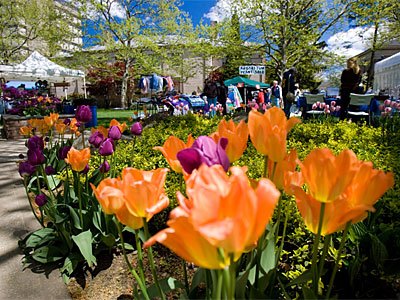 Spring Festivals on Long Island 2014