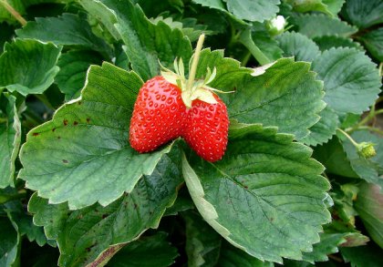 Strawberry Fields: 4 Strawberry Picking Farms on Long Island (and a Couple of Festivals)