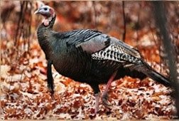 Thanksgiving Dinner Out, Fairfield County Restaurants