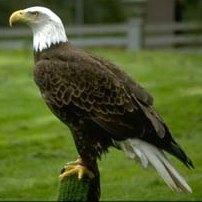 Bald Eagle Viewing in NYC: Winter Nature Fun for Kids