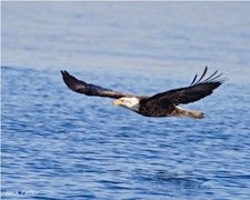 Winter Boat Cruises in CT: Seal and Eagle Watching