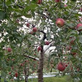 Day Trippin': Visit a Long Island Farm
