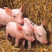 See Baby Farm Animals and More at New Jersey Farms