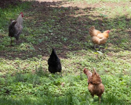 Turkey Farms on Long Island You Can Visit