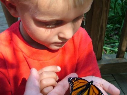 Monarch Festival