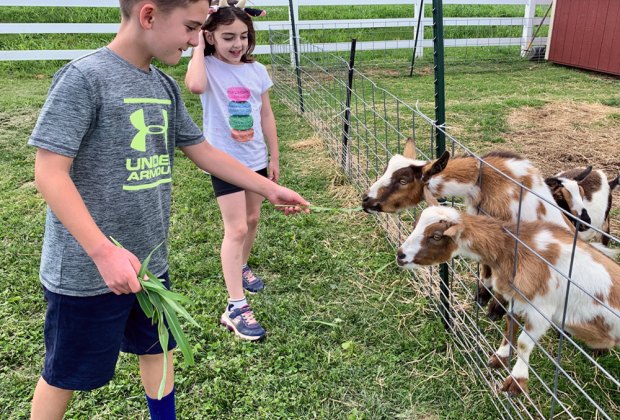 Meet lots of goats and cows at South Mountain Creamery. Photo by Jenifer Marino Walters