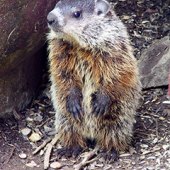 Little Explorers: Groundhog Day