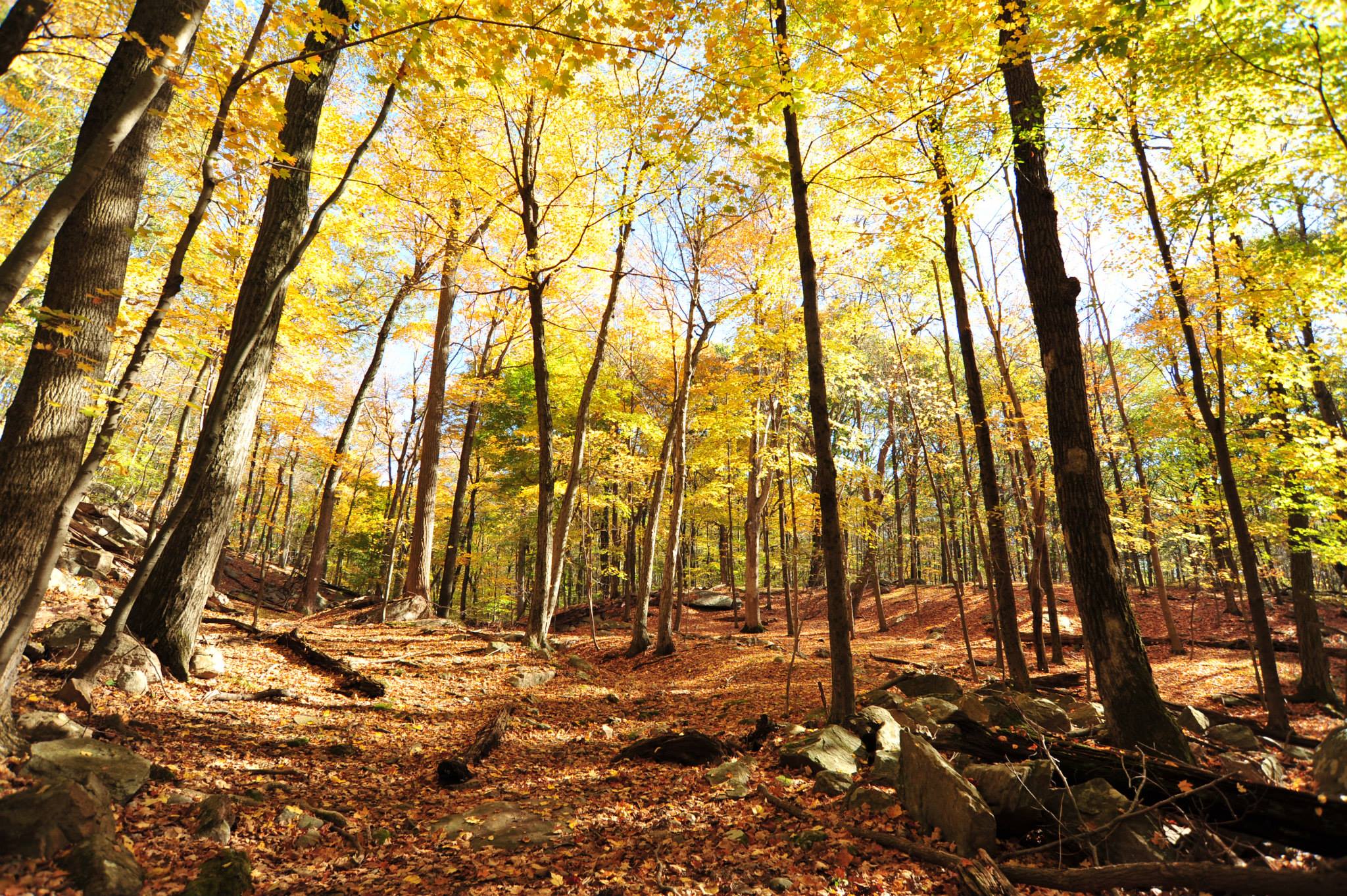 Best Parks to Visit This Fall in Fairfield County MommyPoppins Things to do with Kids