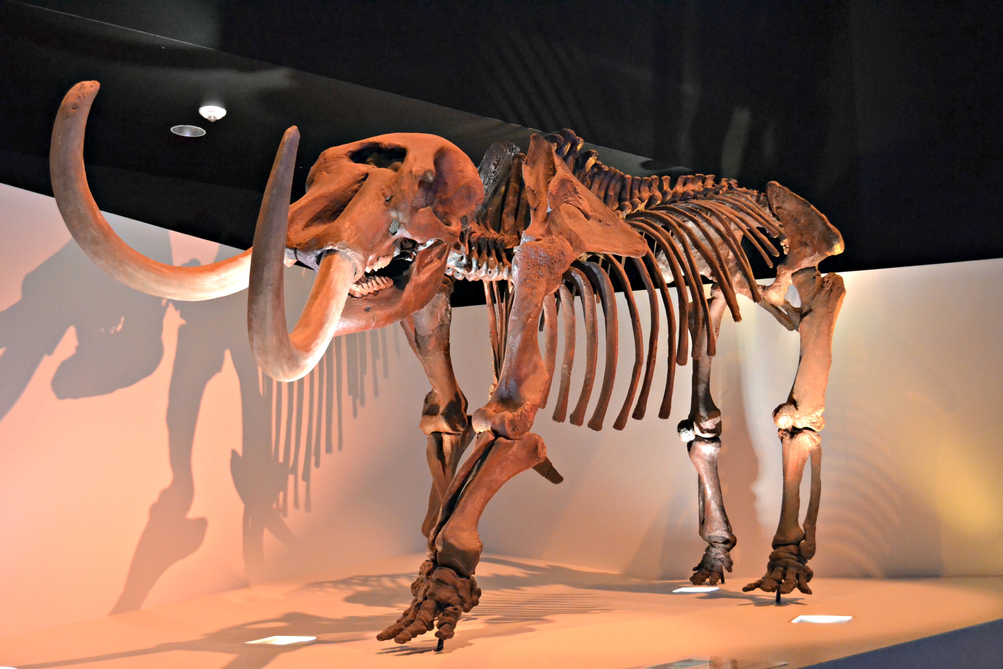 Make No Bones About It The Morian Hall of Paleontology is an Exhibit