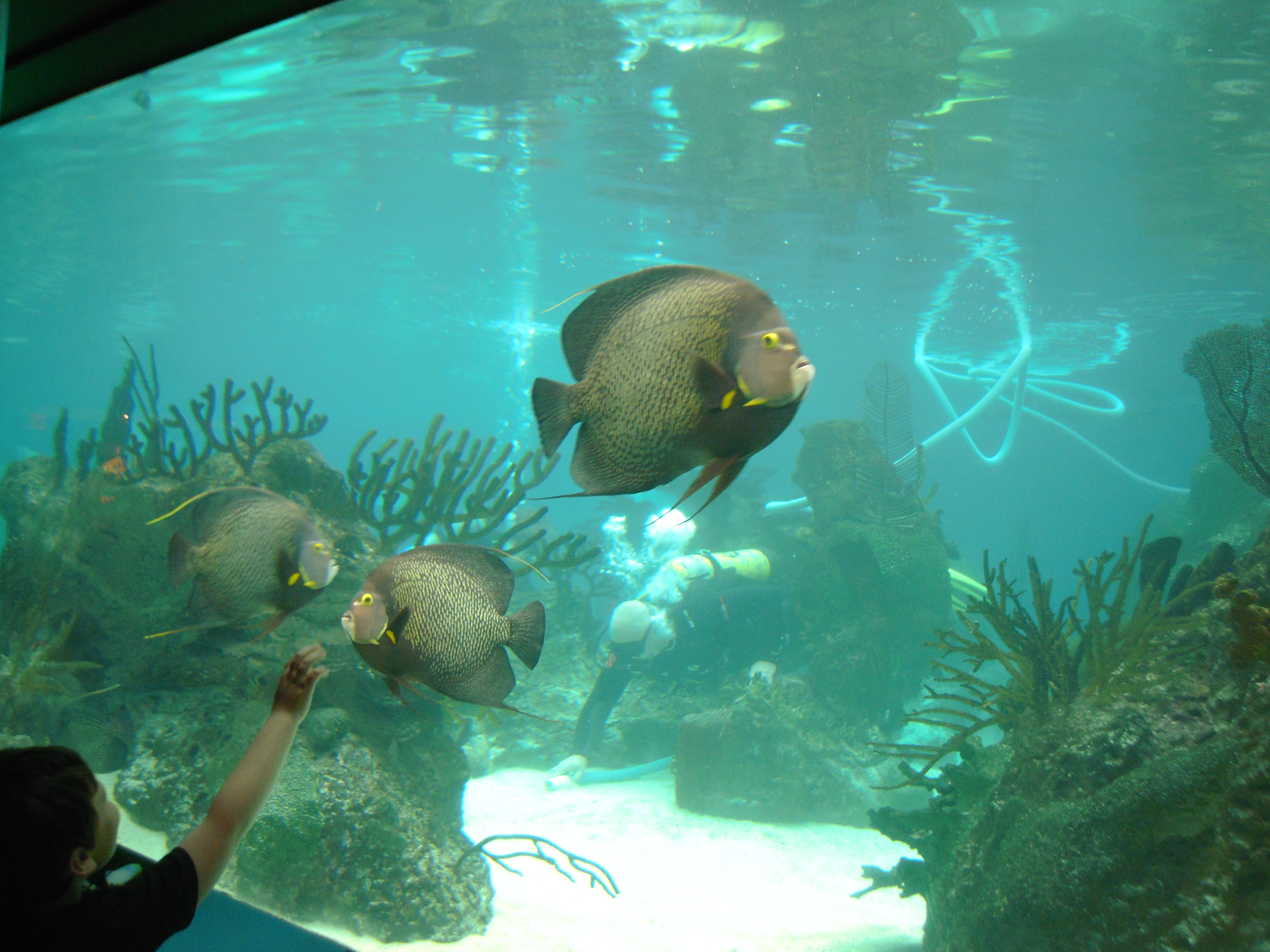 New York Aquarium Plan a FunFilled Visit & Celebrate World Oceans Day Mommy Poppins Things