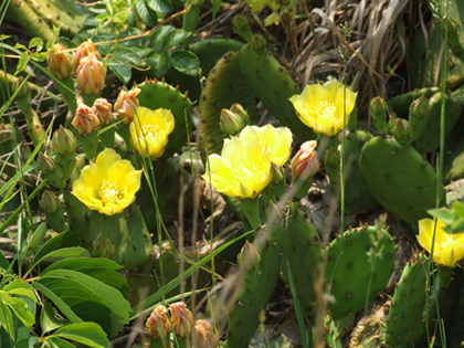 Little Naturalists: Wildflowers Everywhere | MommyPoppins ...